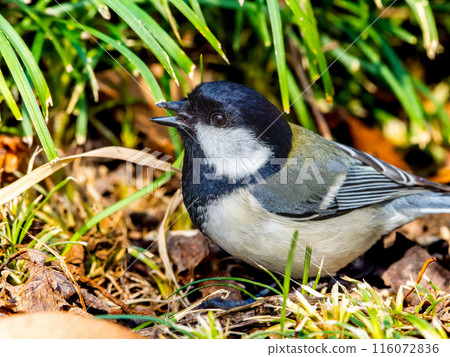 titmouse walking on the ground titmouse walking on the ground 116072836