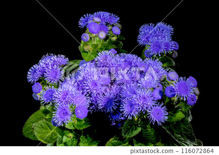 Blooming blue Ageratum Bluemink on a black background 116072864