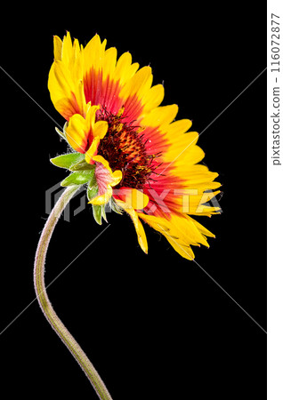 Blooming red Gaillardia on a black background 116072877