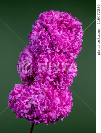 Blooming Lichnis viscaria Pink Rosea Plena Blooming Lichnis viscaria Pink Rosea Plena 116072886