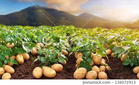 Beautiful potato fields 116072913