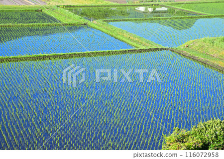 Impressive rice fields after planting, mirror-like rice fields, National Route 17, near Sarugakyo Impressive rice fields after planting, mirror-like rice fields, National Route 17, near Sarugakyo 116072958