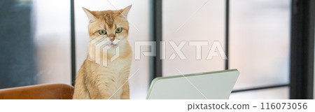pet acivity concept with british cat stand and relax see laptop in living room pet acivity concept with british cat stand and relax see laptop in living room 116073056