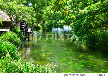 鮮綠、信州、安曇野、立川 鮮綠、信州、安曇野、立川 116073071