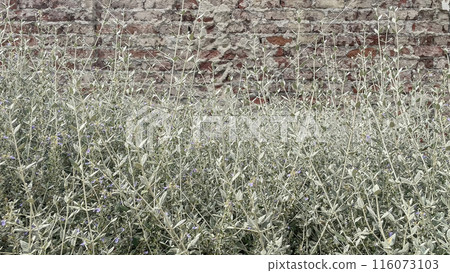 Plants in front of a brick wall. Several green plants of various sizes are growing in front of a weathered brick wall. The plants appear to be a mix of species, including some with long, thin leaves . 116073103