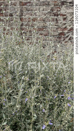 Plants in front of a brick wall. Several green plants of various sizes are growing in front of a weathered brick wall. The plants appear to be a mix of species, including some with long, thin leaves . 116073104