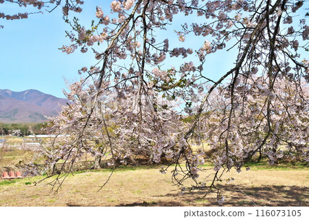 Cherry blossoms in Yatsugatake 116073105