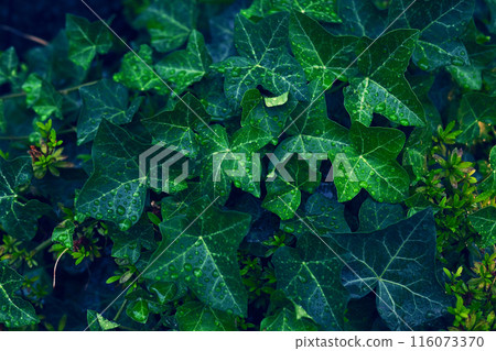 Hedera Hellics 116073370