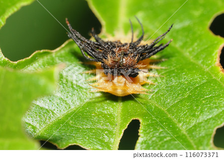 Ichimonjikamenoko 甲蟲幼蟲(屁股側) Ichimonjikamenoko 甲蟲幼蟲(屁股側) 116073371