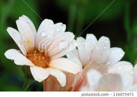 Rainy wet flowers Rainy wet flowers 116073471