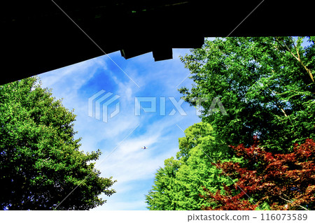 [Tokyo] Asagaya Shinmei Shrine in early summer - Blue skies and airplanes seen from the grounds 116073589