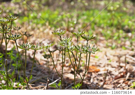 塞里巴奧倫水果 116073614