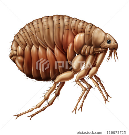 Flea 116073725