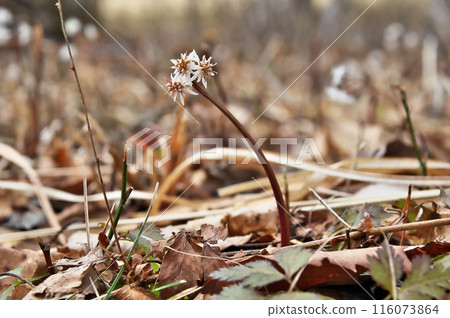 Seriba ouren flowers 116073864