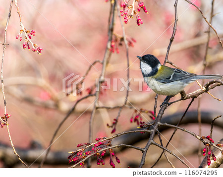 A great tit perched on a cherry tree 116074295