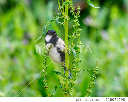 大山雀棲息在一棵樹上 大山雀棲息在一棵樹上 116074298