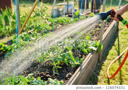 Woman watering tomato plants on raised garden bed with hose 116074331