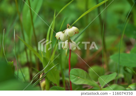 Ichiyakuse Ichiyakuse 116074350