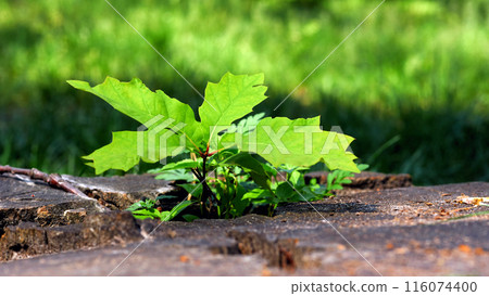 Young green oak sprout growing from the old stump Young green oak sprout growing from the old stump 116074400