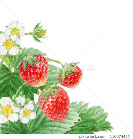 Red strawberry with white flowers, green leaves corner, border. Hand drawn watercolor ornament. Delicious food art, fresh botanical realistic painting. Summer berry banner for menu, packaging, prints 116074465