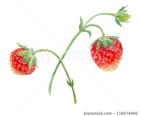 Red strawberry hand drawn watercolor illustration. Delicious food art, fresh botanical realistic painting. Summer sweet berry clipart for restaurant, cafe menu, packaging of farm goods, vegan products Red strawberry hand drawn watercolor illustration. Delicious food art, fresh botanical realistic painting. Summer sweet berry clipart for restaurant, cafe menu, packaging of farm goods, vegan products 116074466
