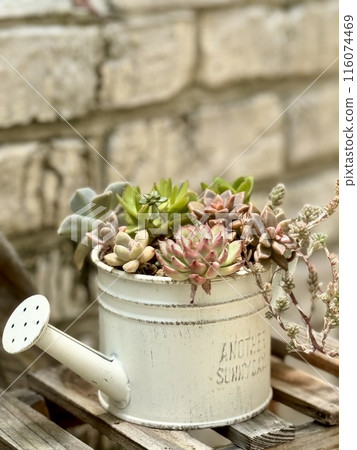 A planting of cute succulents 116074469