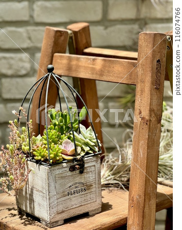 A planting of cute succulents A planting of cute succulents 116074766