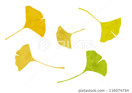 Ginkgo leaf watercolor illustration Ginkgo leaf watercolor illustration 116074784