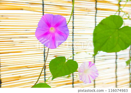 Morning glory morning glory morning glory 116074983
