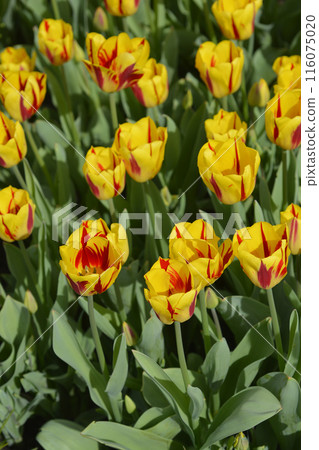 Tulip Washington Tulip Washington 116075020
