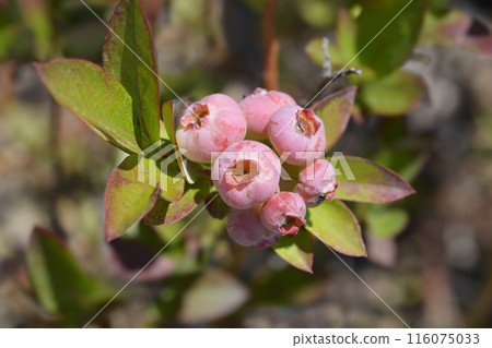 Blueberry Chandler 116075033