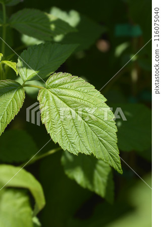 Raspberry Enrosadira Raspberry Enrosadira 116075040