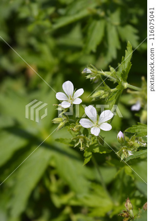 Bloody cranesbill Album 116075041
