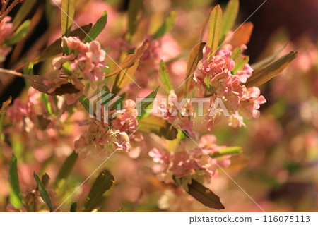 多多納豆莢預示著初夏的到來。 116075113