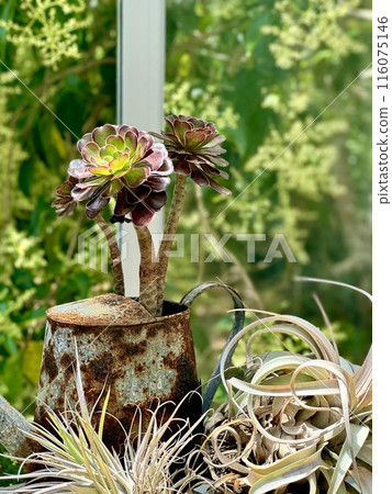 花園裡的多肉植物 116075146