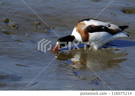 Arao City Coast: Common Shelduck, 116075214