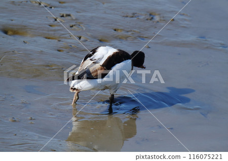 Arao City Coast: Common Shelduck, 116075221