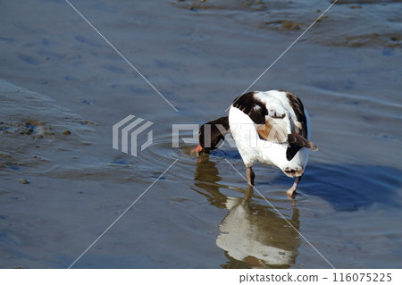 Arao City Coast: Common Shelduck, 116075225