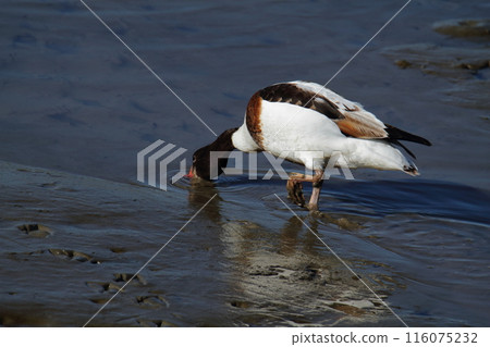 Arao City Coast: Common Shelduck, Arao City Coast: Common Shelduck, 116075232