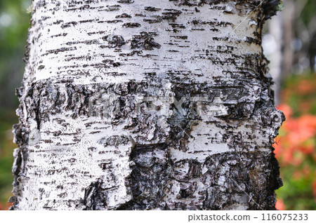 birch trunk birch trunk 116075233