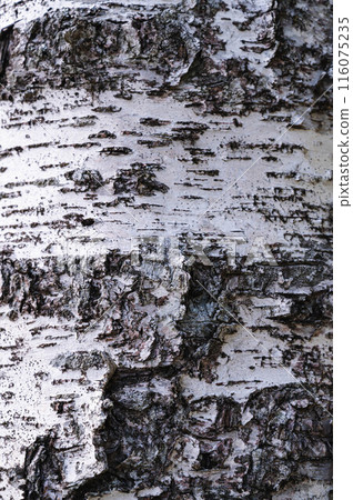 birch trunk birch trunk 116075235