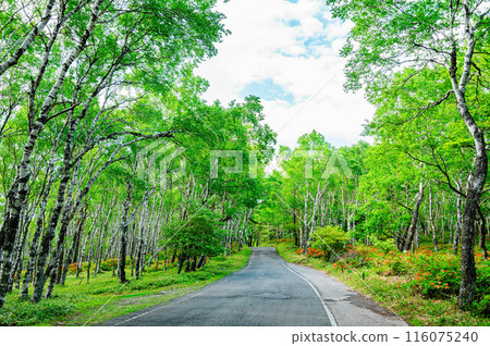 蓮月杜鵑花盛開的御香原高原、白樺平 116075240