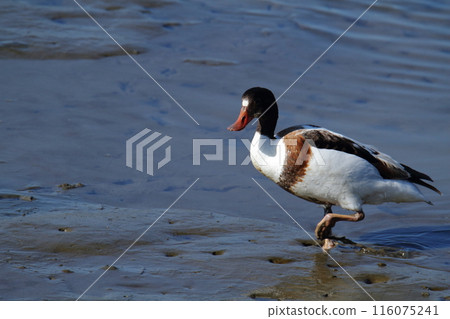 荒尾市海岸小鴨子， 116075241