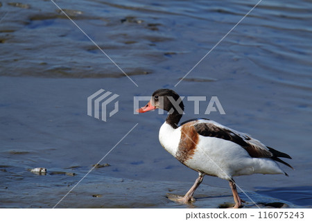 Arao City Coast: Common Shelduck, 116075243