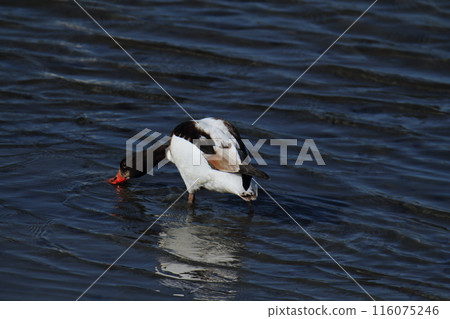 Arao City Coast: Common Shelduck, 116075246