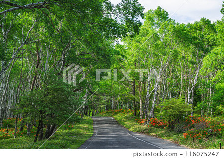Utsukushigahara Plateau: Renge Azaleas in Bloom at Shirakabadaira 116075247