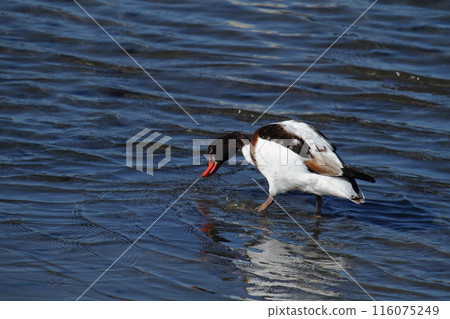 Arao City Coast: Common Shelduck, 116075249