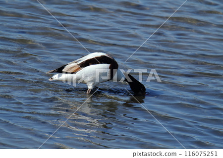 Arao City Coast: Common Shelduck, 116075251