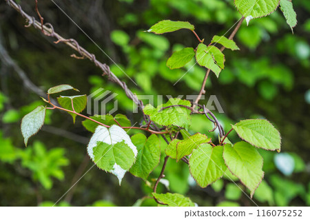 Once more leaves 116075252