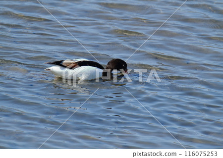 Arao City Coast: Common Shelduck, 116075253